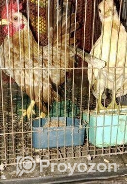 এক পেয়ার শেরমা মুরগী বিক্রি হবে।