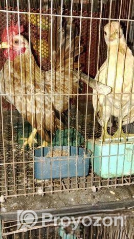 এক পেয়ার শেরমা মুরগী বিক্রি হবে।