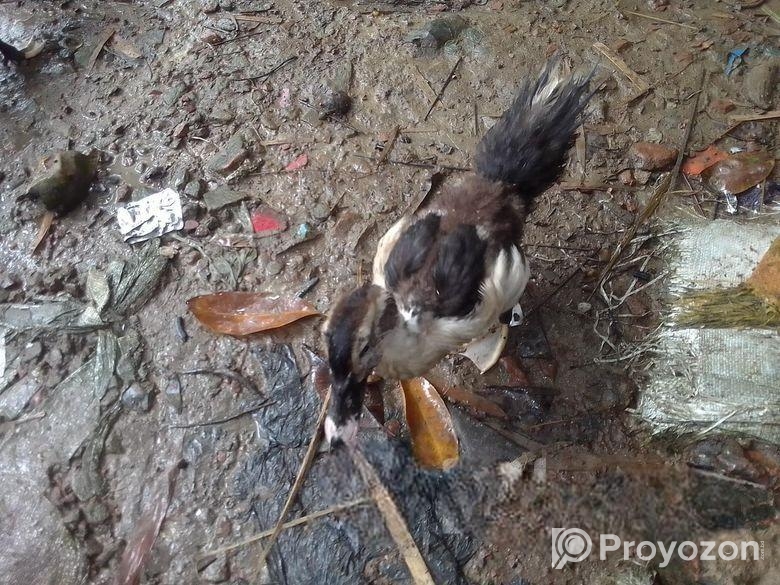 চিনা হাসের বাচ্চা বিক্রি হবে