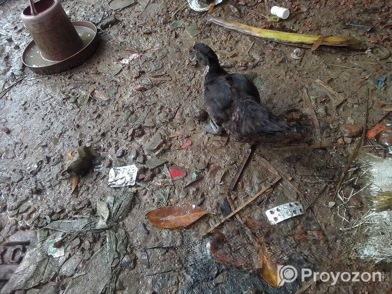 চিনা হাসের বাচ্চা বিক্রি হবে