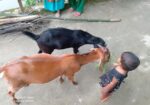 কালো খাসিটা বিক্রি করে হবে।