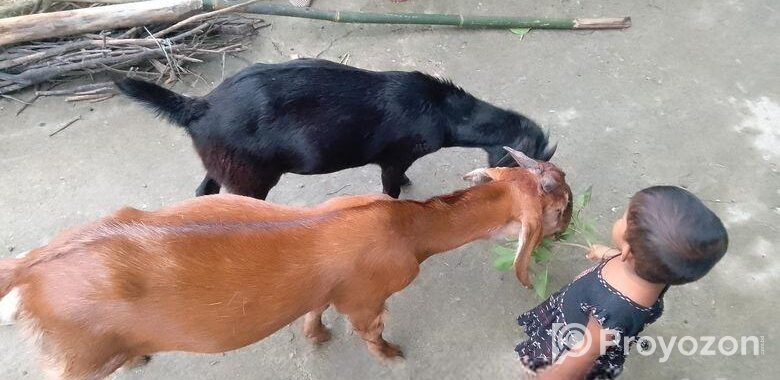 কালো খাসিটা বিক্রি করে হবে।