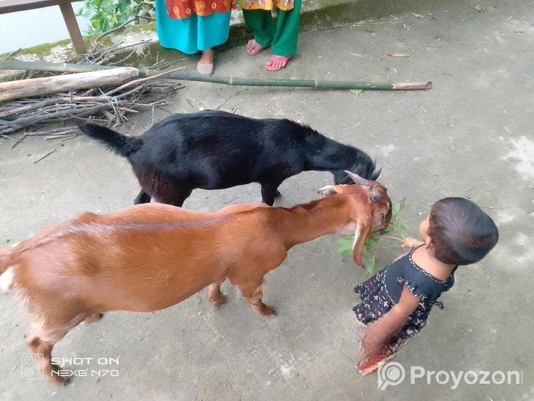 কালো খাসিটা বিক্রি করে হবে।