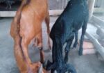 কালো খাসিটা বিক্রি করে হবে।