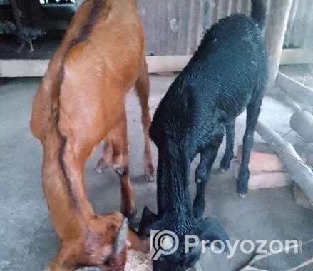 কালো খাসিটা বিক্রি করে হবে।