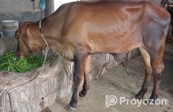 ফ্রিজিয়ান ও গীর বকনা