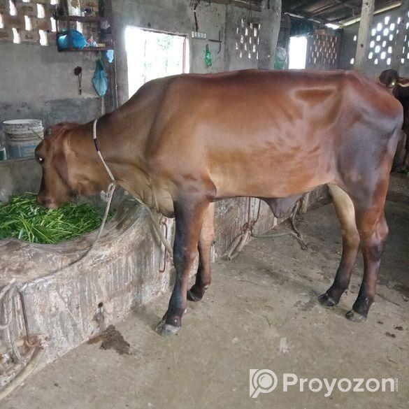 ফ্রিজিয়ান ও গীর বকনা