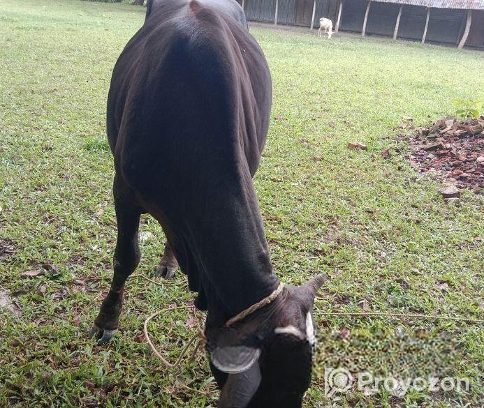বলদ গরু বিক্রি হবে