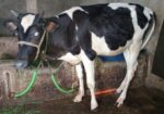 ফ্রিজিয়ান ও গীর বকনা
