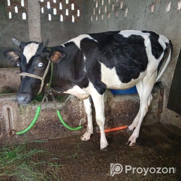 ফ্রিজিয়ান ও গীর বকনা