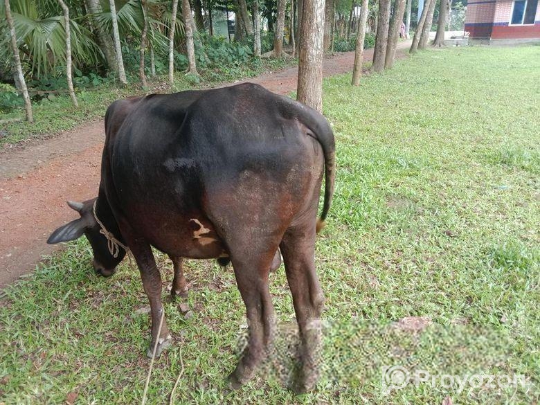 বলদ গরু বিক্রি হবে