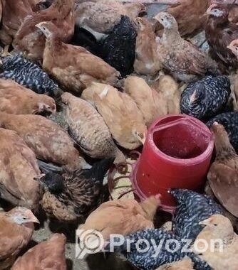 মুরগি বিক্রি করা হবে