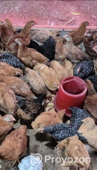 মুরগি বিক্রি করা হবে