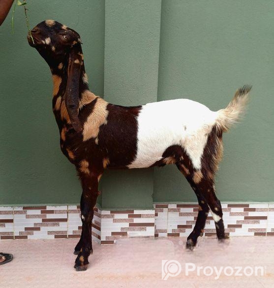 বড় একটি খাসি বিক্রি হবে