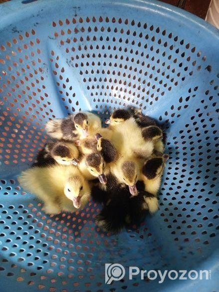 চিনা হাঁসের বাচ্চা