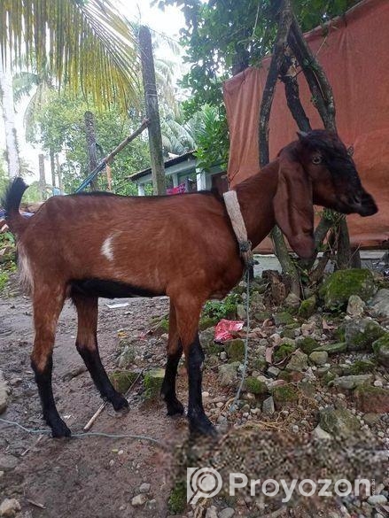 পাঠি ছাগল