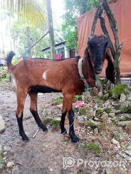 পাঠি ছাগল