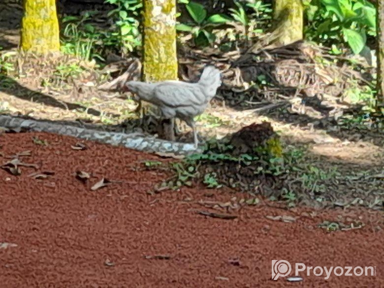 ডিম পাড়া দেশি মুরগি