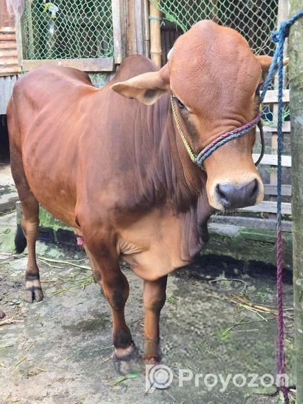 Sahiwal Sar Sell Hobe