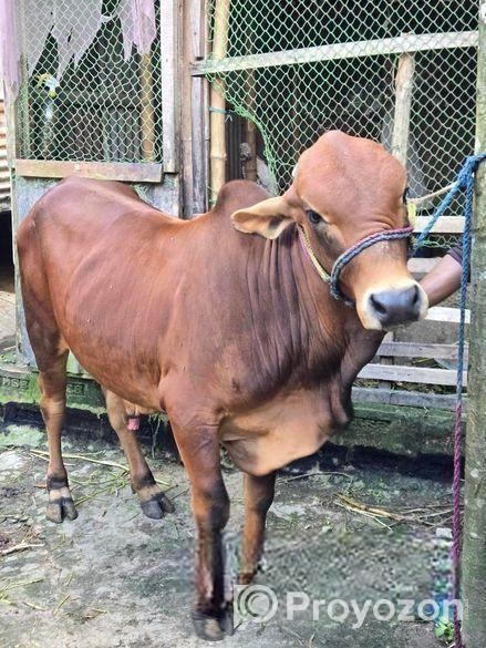 Sahiwal Sar Sell Hobe