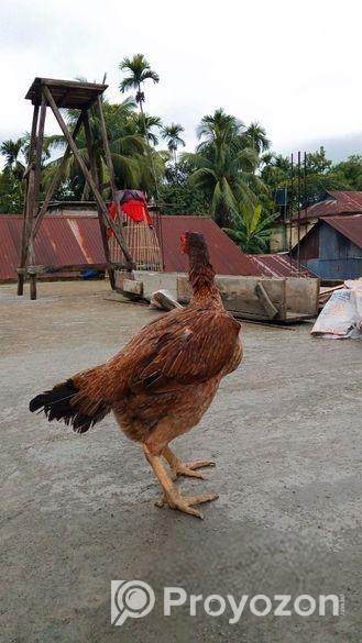 আসিল মুরগী বিক্রি হবে