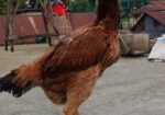 আসিল মুরগী বিক্রি হবে