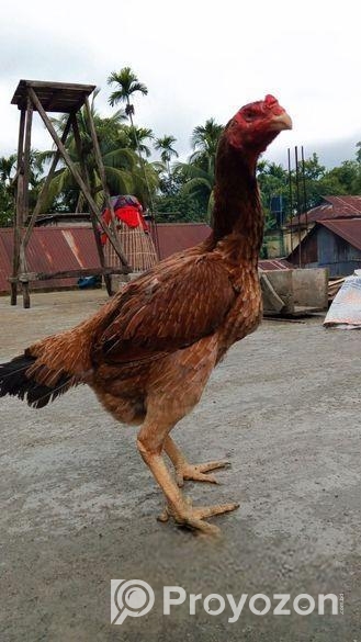 আসিল মুরগী বিক্রি হবে