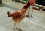 আসিল মুরগী বিক্রি হবে