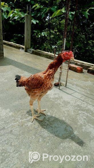 আসিল মুরগী বিক্রি হবে