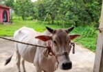 ১টি বলদ গরু বিক্রি করা হবে