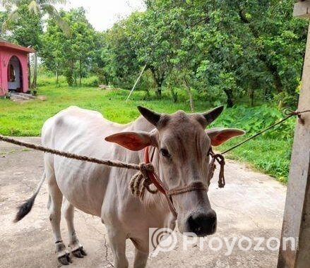 ১টি বলদ গরু বিক্রি করা হবে