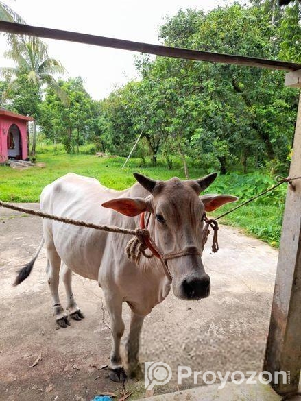 ১টি বলদ গরু বিক্রি করা হবে