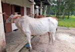 ১টি বলদ গরু বিক্রি করা হবে