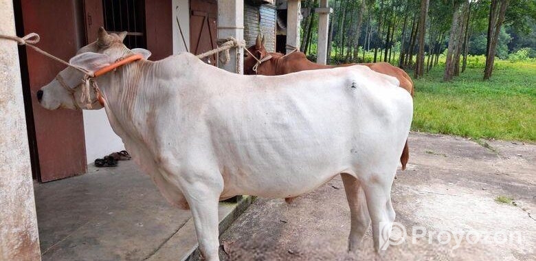 ১টি বলদ গরু বিক্রি করা হবে
