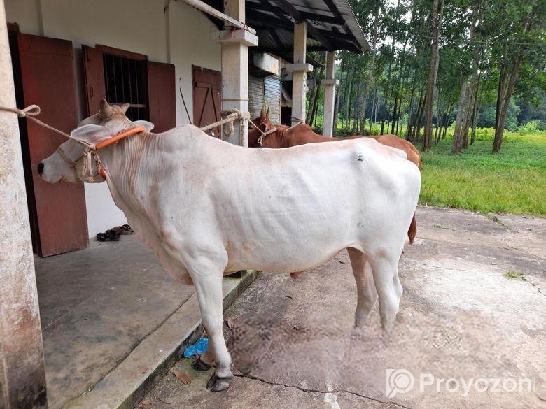 ১টি বলদ গরু বিক্রি করা হবে