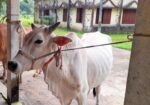 ১টি বলদ গরু বিক্রি করা হবে