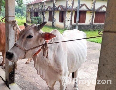 ১টি বলদ গরু বিক্রি করা হবে