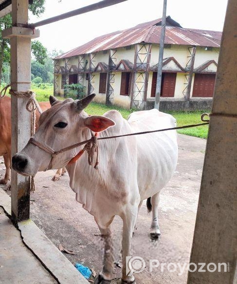 ১টি বলদ গরু বিক্রি করা হবে