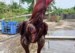 ফাইটার মোরগ