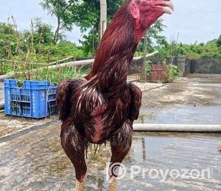 ফাইটার মোরগ