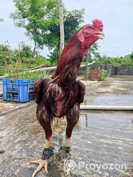 ফাইটার মোরগ