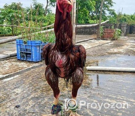 ফাইটার মোরগ