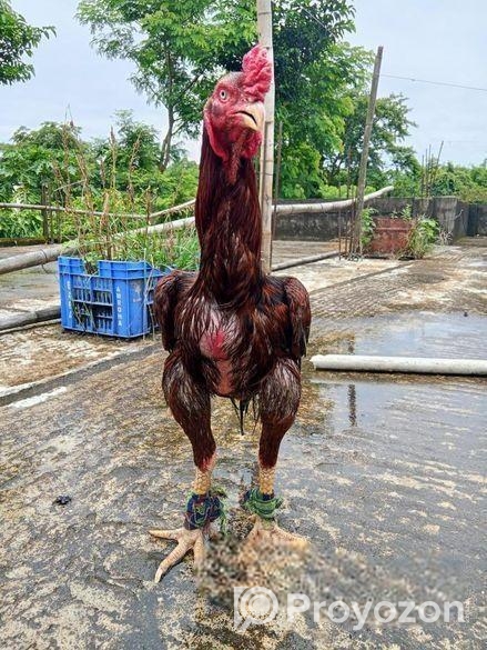 ফাইটার মোরগ