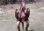 সরালি মুরগা