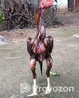 সরালি মুরগা