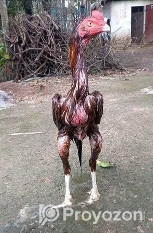 সরালি মুরগা