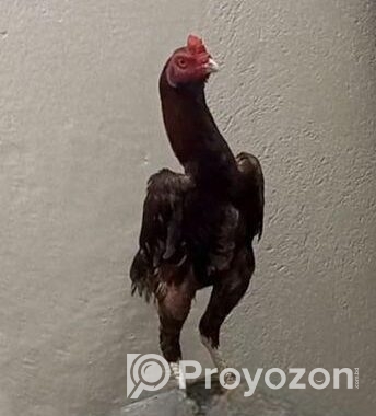সরালি মুরগা
