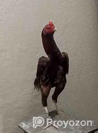 সরালি মুরগা