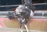 Sorali murug Bacca