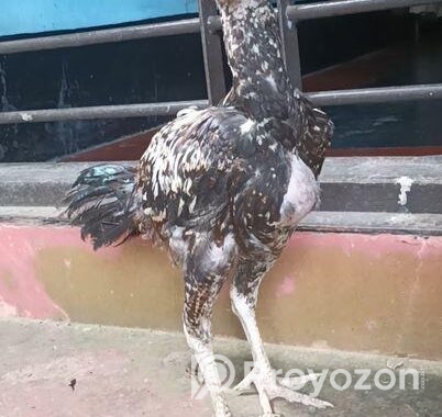 Sorali murug Bacca